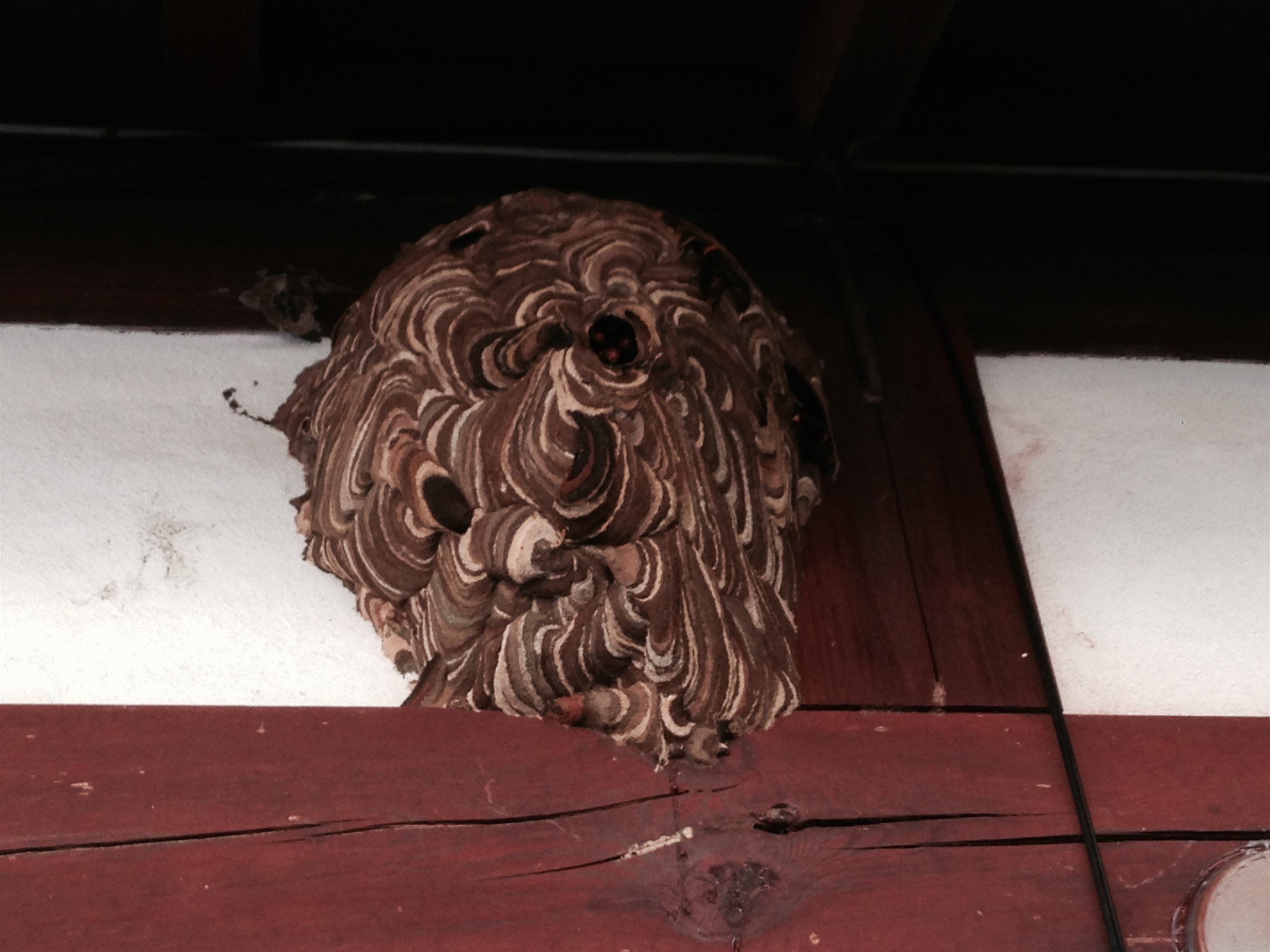 東近江市能登川町の軒下のコガタスズメバチの巣