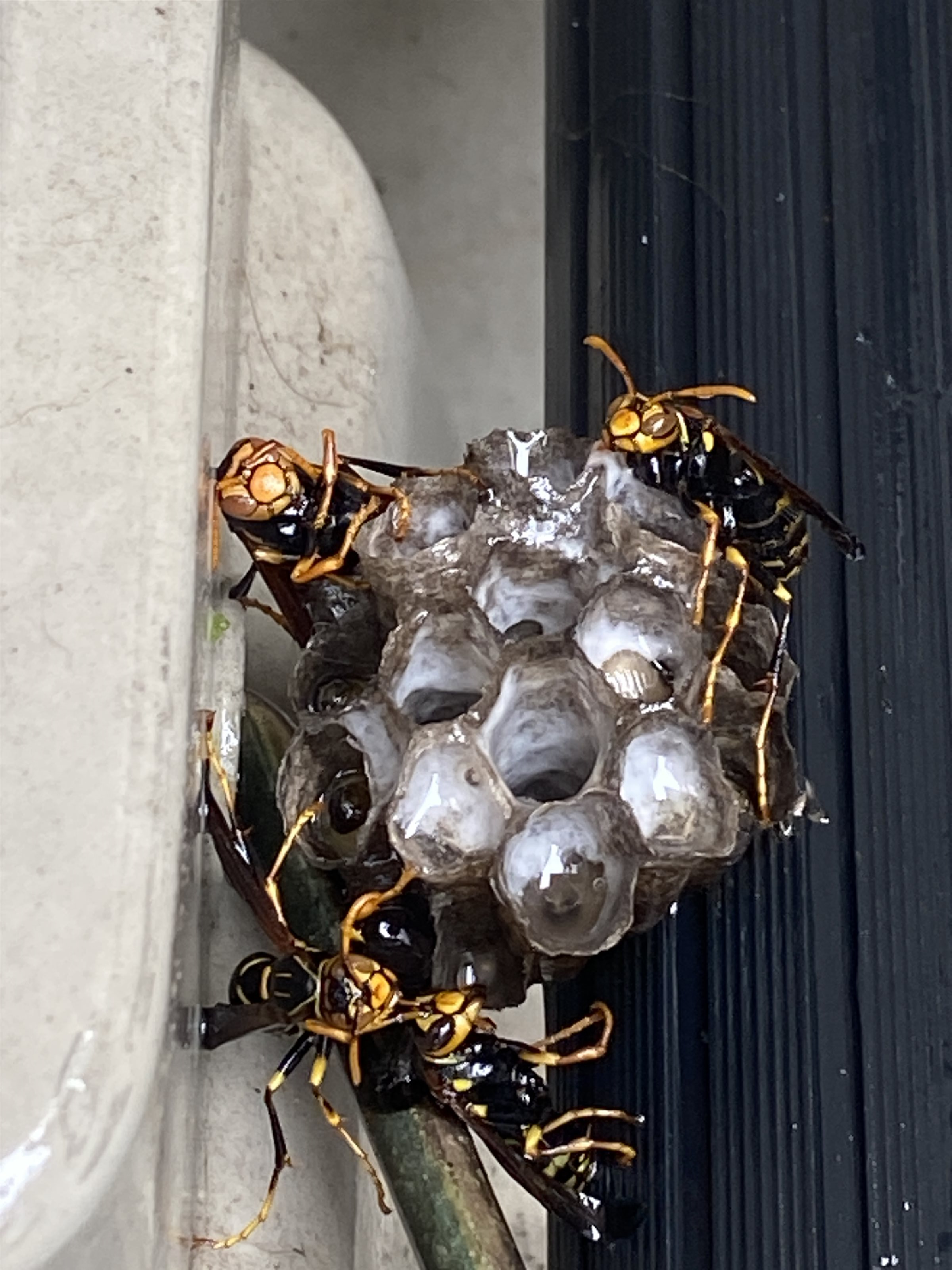 東近江市 エアコン室外機 アシナガバチ