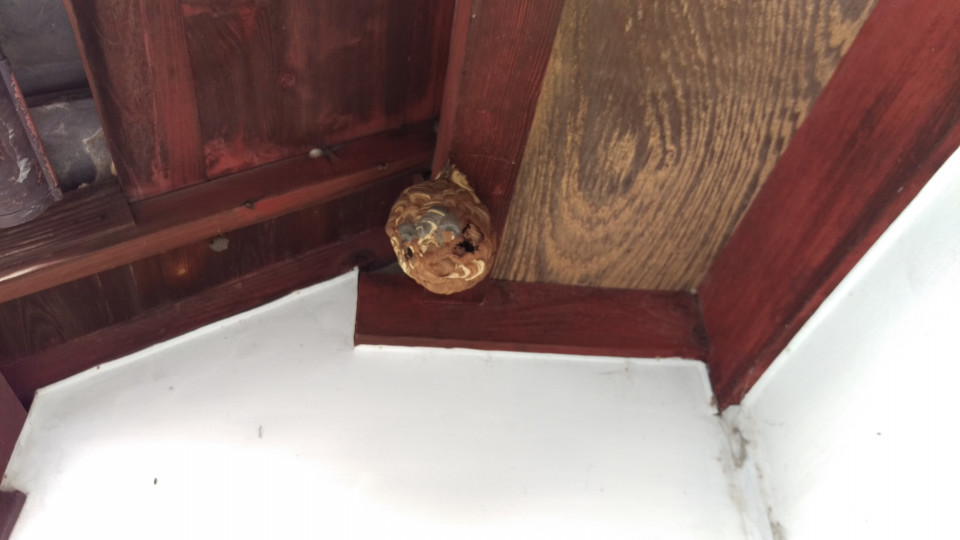 コガタスズメバチの巣